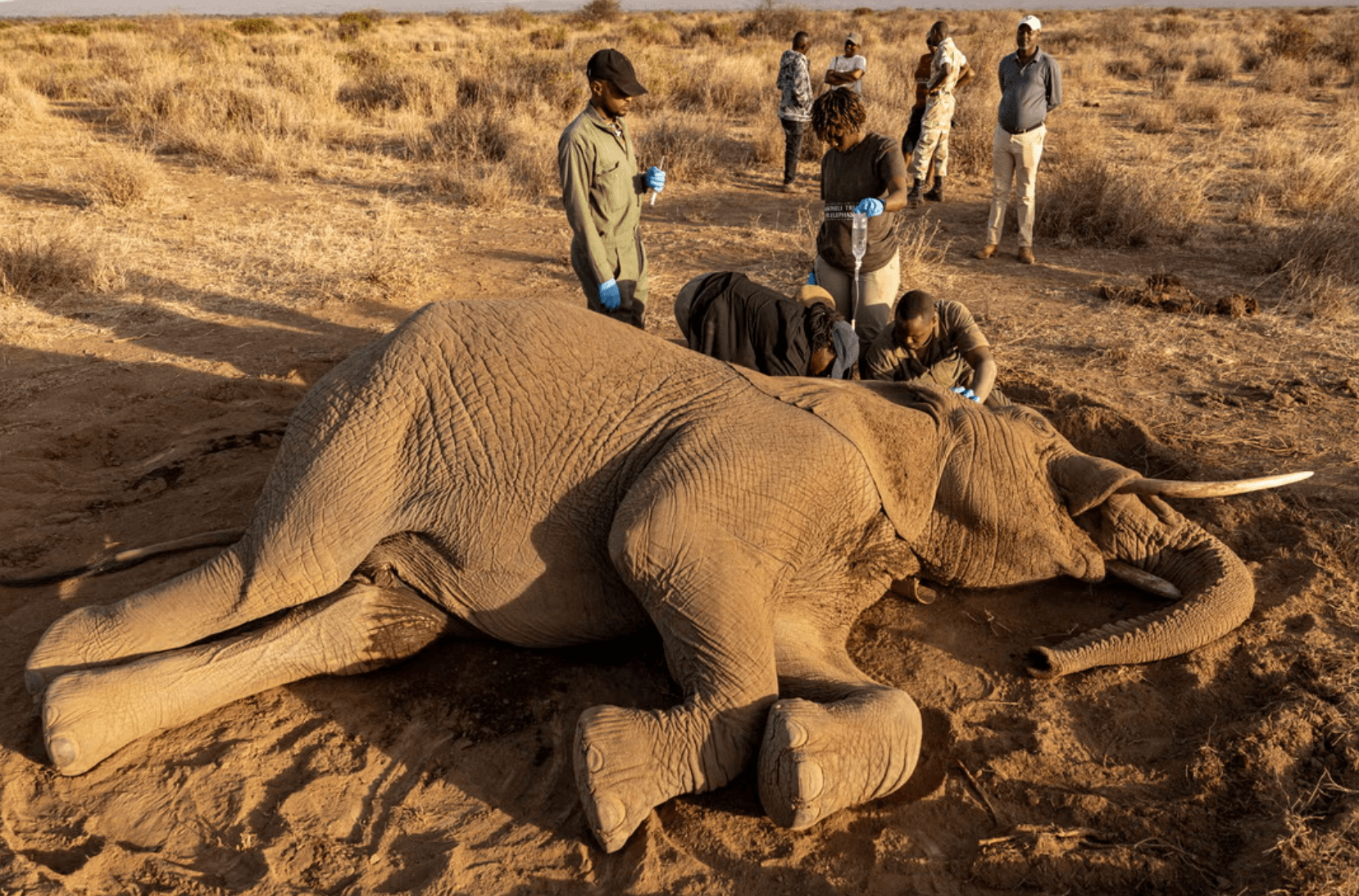18 Elephants Die in Amboseli as Four Suspects are arrested