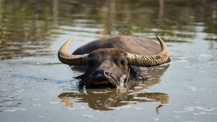 Agriculture Cabinet Secretary Mutahi Kagwe Gazettes Water Buffalo as Food Animal