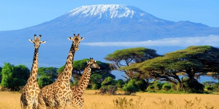 Meet Man Planning to Hike Mt Kenya in 12 Hours