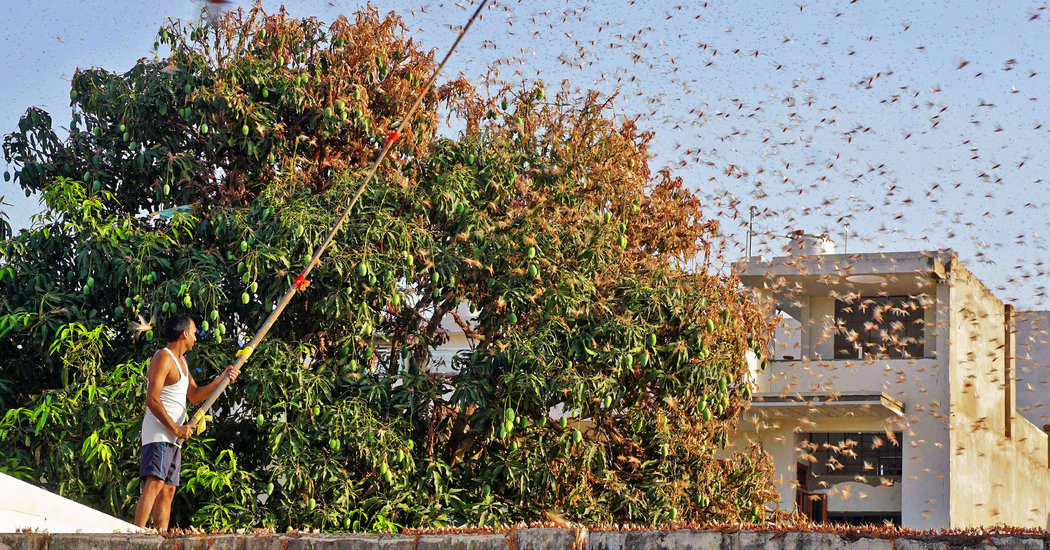 India Faces Swarm of Locusts