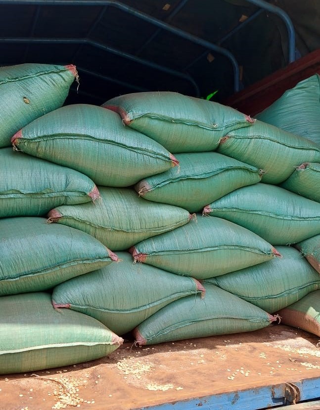 Government grants waiver for maize imports