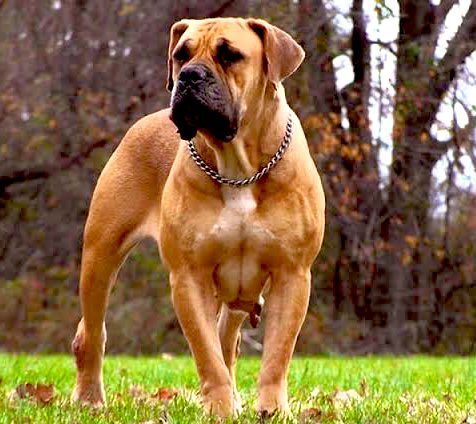 Malindi house help dies after being mauled by employer's dog » Capital News