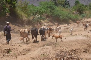 Baboons relocation exercise kicks-off in Taita – Kenya News Agency