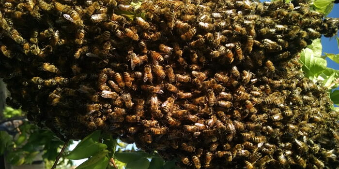 Mombasa Investigating Officer Killed by Bees