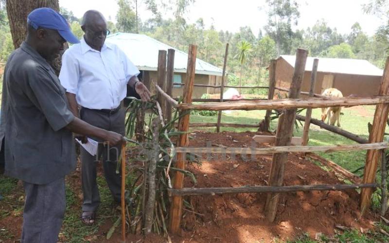 Why four fig trees on a grave?