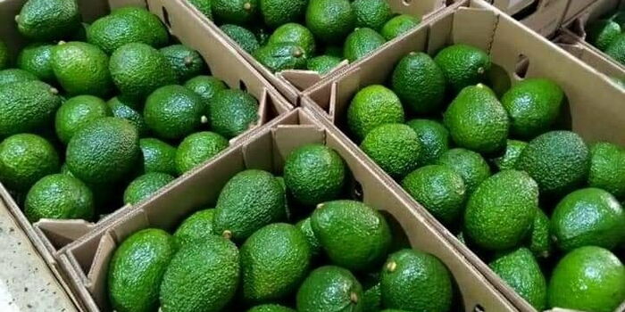 Avocado Farmers Given Deadline Before Govt Bans Exports