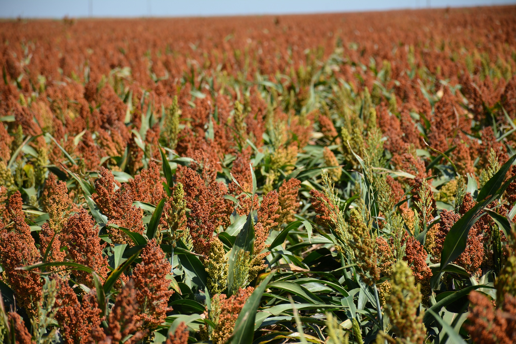 Hope for sorghum farmers as new striga resistant variety developed