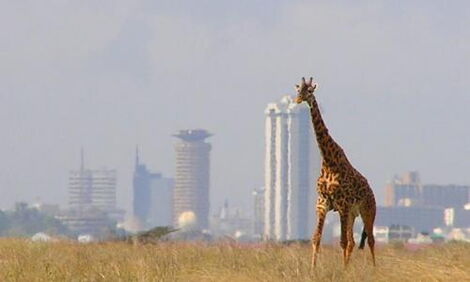 A giraffe towers over the Nairobi National Park.
