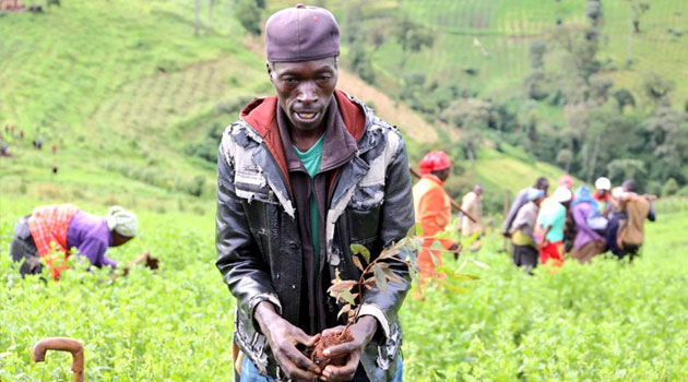 Kenya says plan to plant 2 billion trees on course » Capital News
