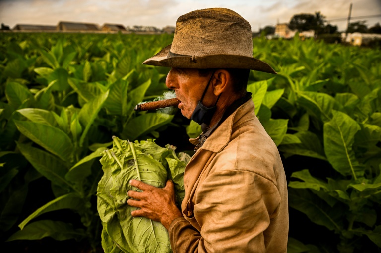 Cuban tobacco yield up in smoke amid fertilizer shortages » Capital News