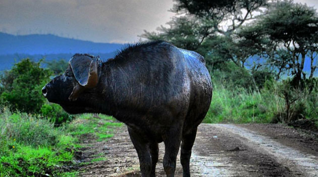 Chinese, African experts host forum to discuss protection of wild species