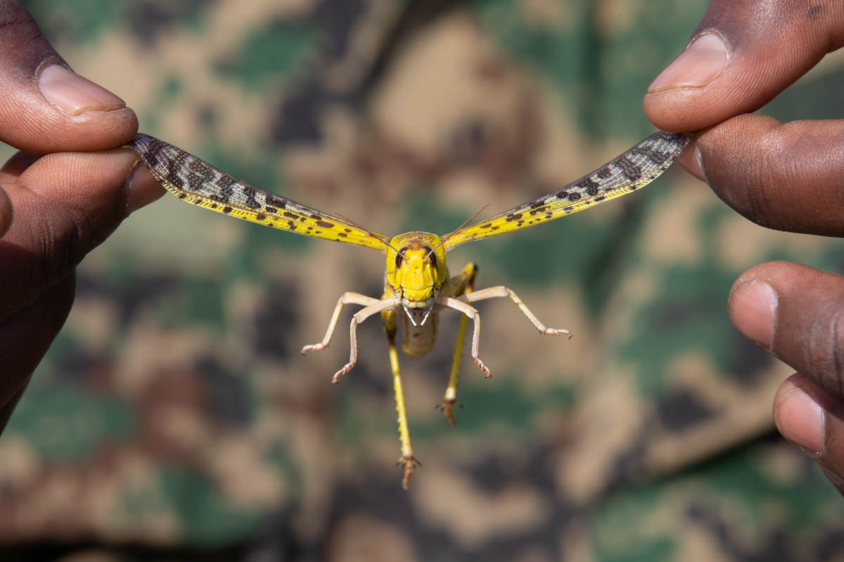 More loans for Kenya as World bank approves Sh4.6bn to fight locusts
