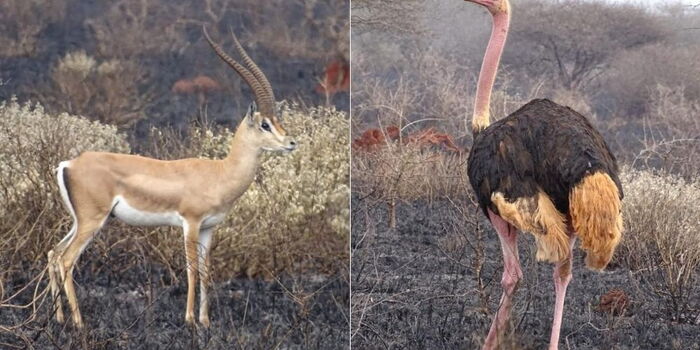 In Pictures: Over 99,000 Acres Destroyed in Tsavo Park Fire