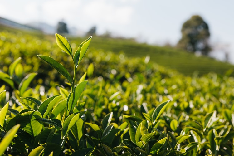 KTDA Directors, Chase Bank managers, should be charged over loss of tea farmer's money - Senator Maina
