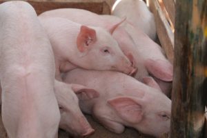 Kirinyaga County encourages pig farming – Kenya News Agency