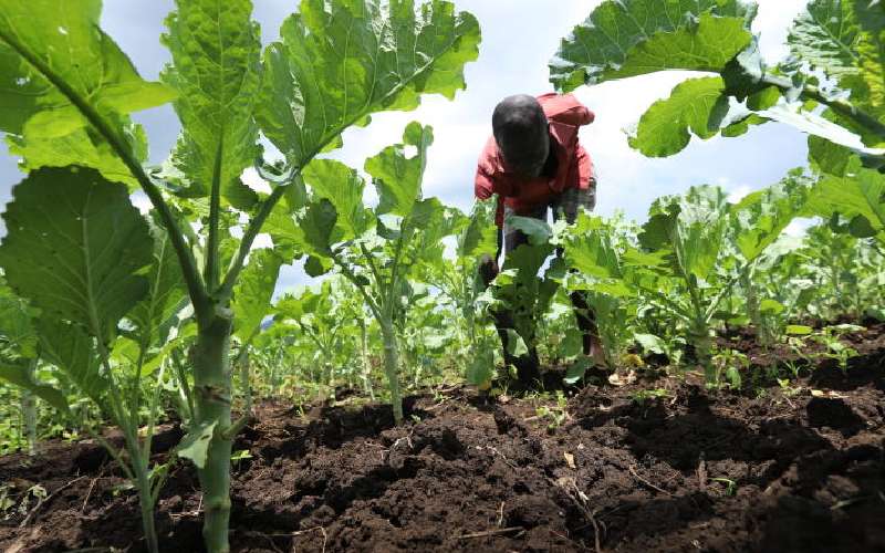 Costly sukuma wiki lightens wallets in poor households