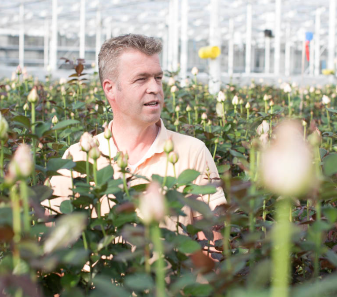 Horticulture: Dutch's Van Den Berg Kenya Ltd Found Guilty Of Stealing Sh1.3B From Poor Kenyans