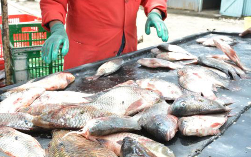 Naivasha's multi-million shilling smart fish market to be unveiled by June