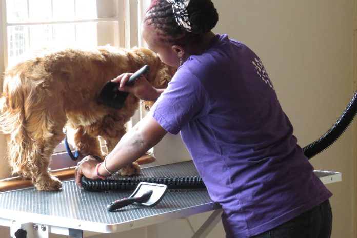 Kenya's Most Pampered Pets - Meet the Dogs Living Like Kings