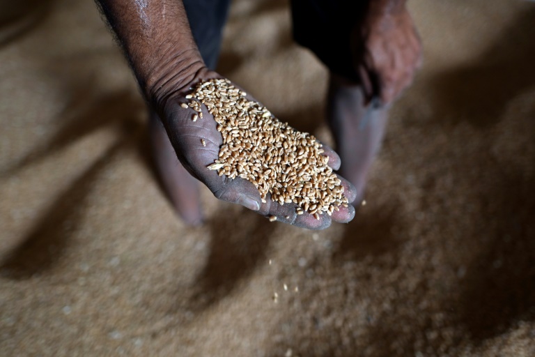 Bitter harvest for Indian farmers after wheat export ban » Capital News