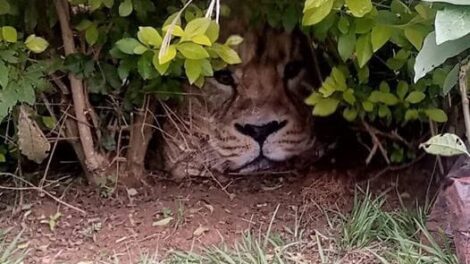 Residents raise Lion alarm, KWS finds it was photo on shopping bag – Nairobi News