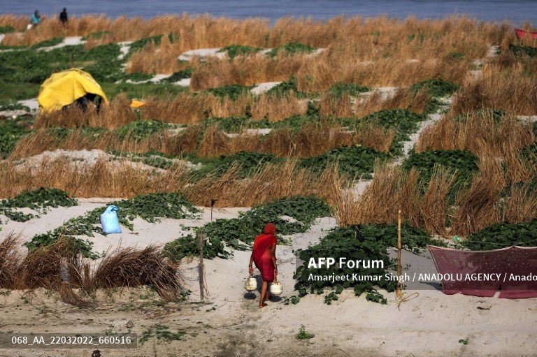 Bitter harvest for Indian farmers after wheat export ban