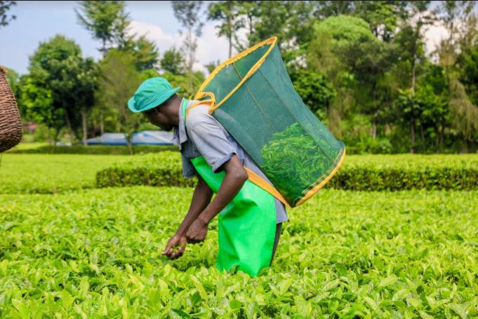 Smallholder Tea Factories Declare Bonuses For Farmers