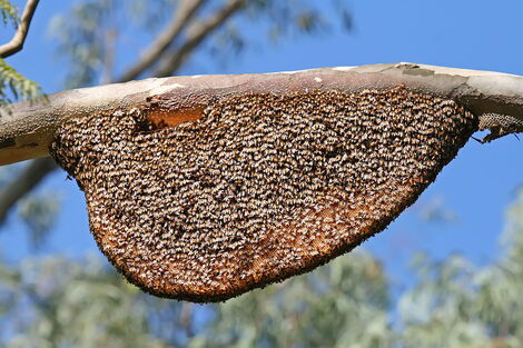 Bees on a beehive