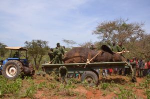 Wildlife census set to commence in Amboseli National Park – Kenya News Agency
