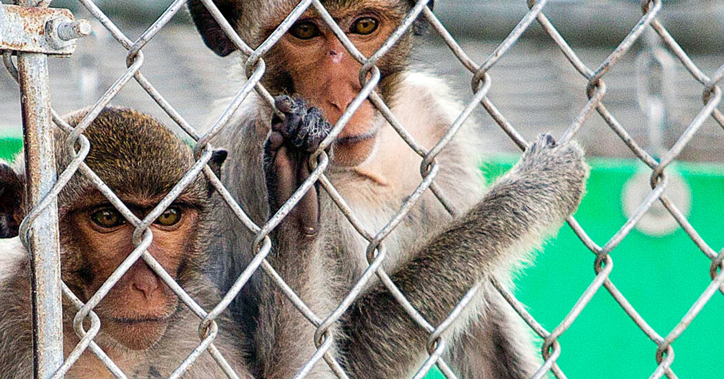 Monkeys Escape After Truck Crashes on Pennsylvania Highway