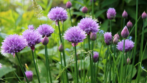 Chives crop plantation