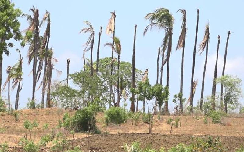 Kilifi wine tappers turn to fishing, bee keeping as drought bites