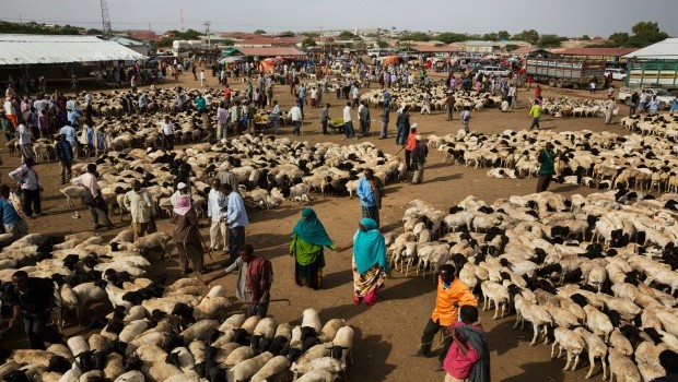 Farming Beef in Kenya