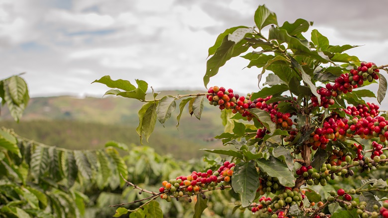 Review Coffee Cherry regulations to benefit farmers