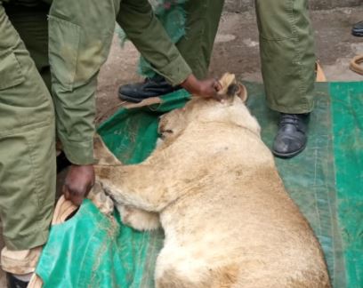 Stray lion stuck between wall in Ongata Rongai rescued
