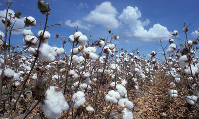 Kenya's cotton industry on revival trajectory as farmers embrace improved varieties