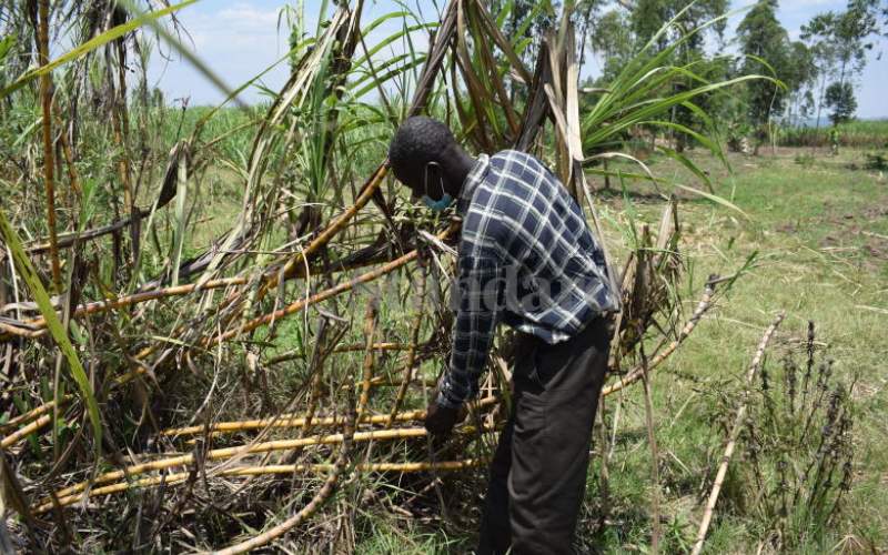 Roads to cushion cane farmers from incurring losses in Homa Bay