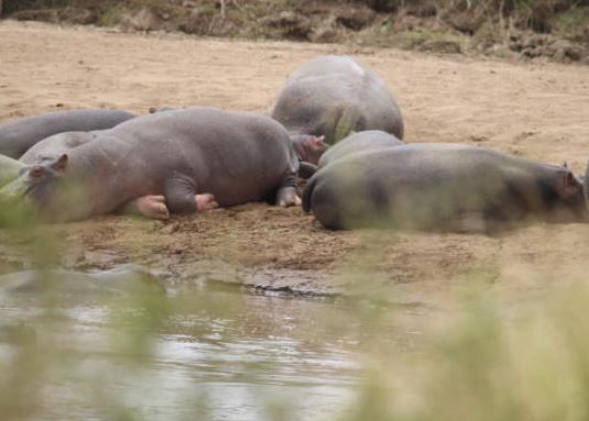 Families held hostage by hippos