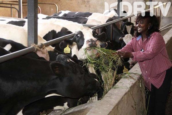 A Step Inside Gladys Boss Sholei's Multi-million Dairy Empire in Uasin Gishu (Photos)