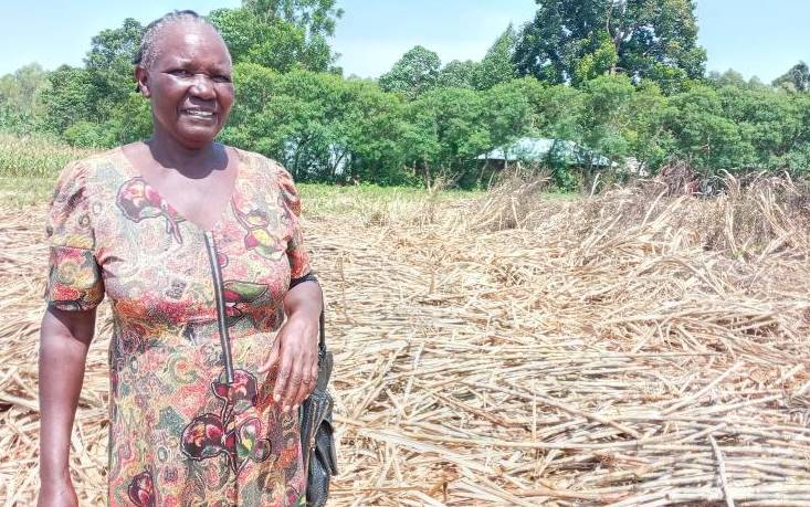 Farmers count loses as millers get cane from Uganda: The Standard