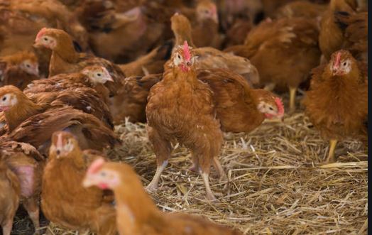 Lobby proposes more tax for chicken meat from Uganda: The Standard