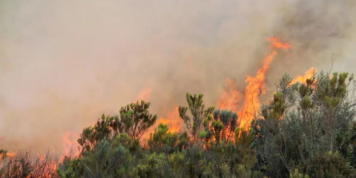 Fire Razes Down 16,000 Acres of Mt Kenya Forest