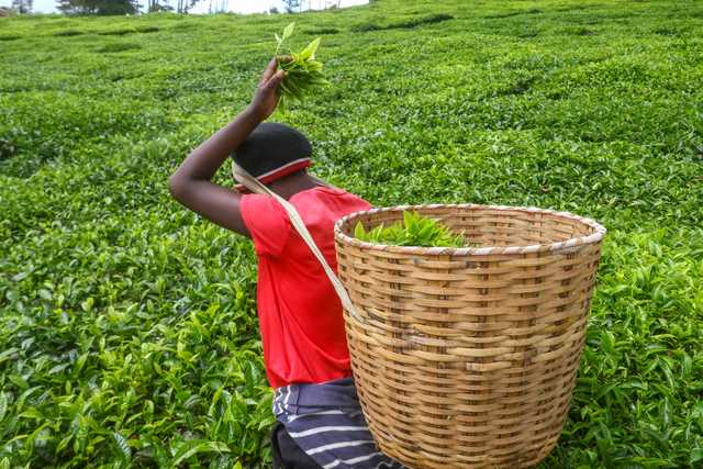 KTDA to pay tea farmers Sh3bn in mini bonus