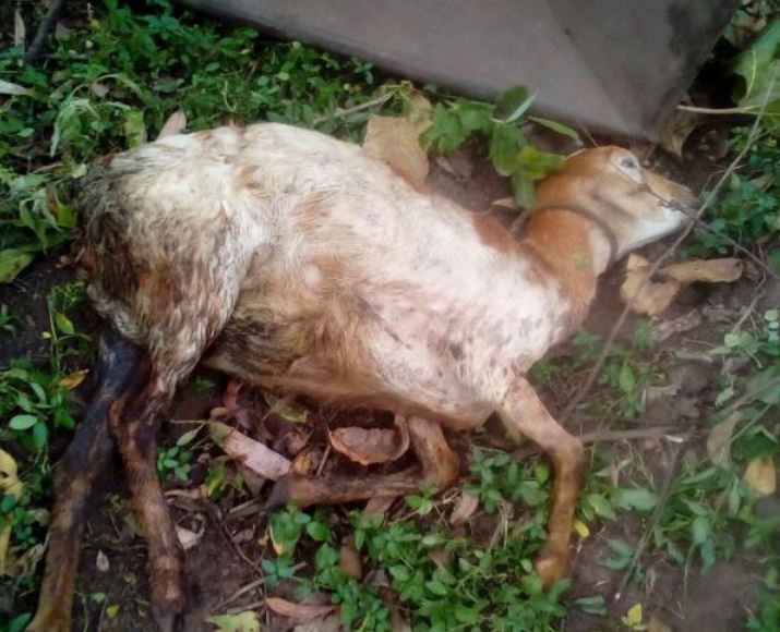 Human-wildlife conflict impeding livestock rearing in Homa Bay