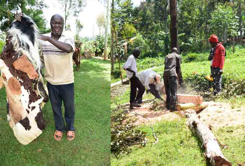 Kaimosi: The 'sacred' forest where wicked dare not step in
