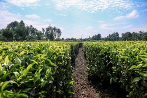 Green Leaf Production Grows as Tea Prices Drop – Kenya News Agency