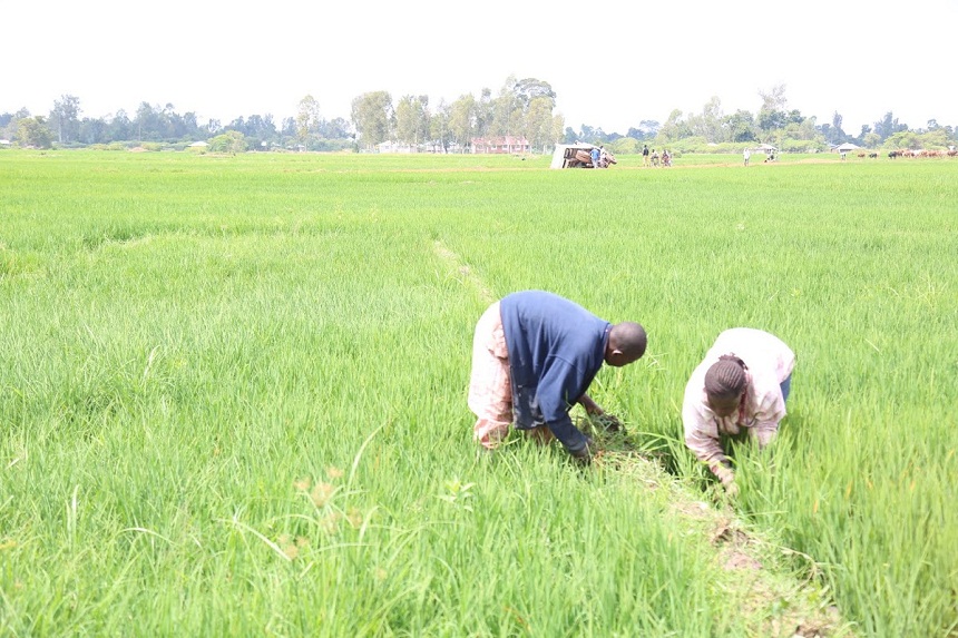Busia farmers to benefit from combine rice harvesters