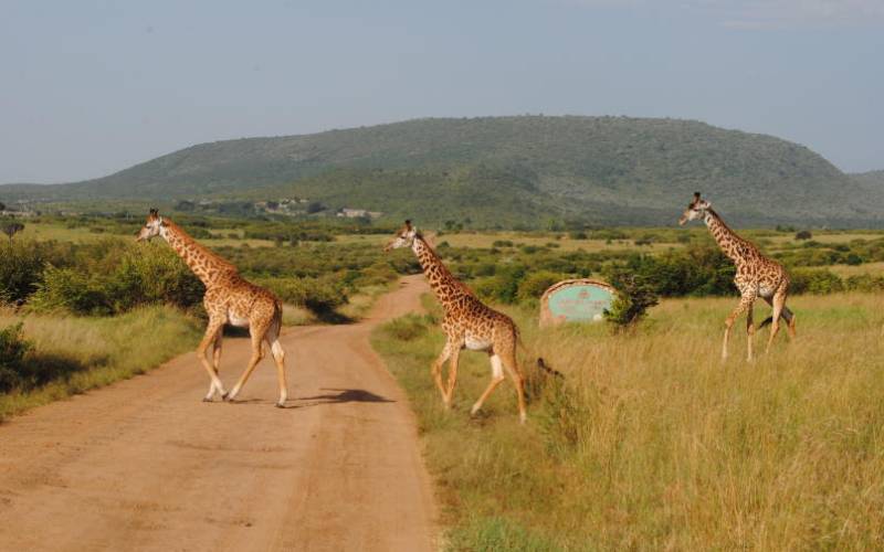 Narok County enters deal with wildlife agency to protect the Masai Mara