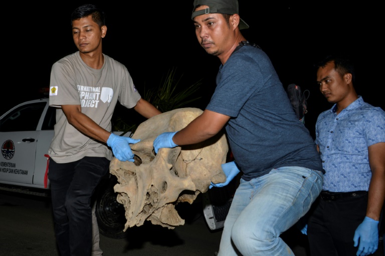 Indonesia jails poachers over killing of 5 Sumatran elephants » Capital News