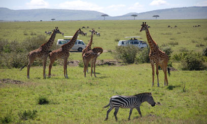 Tanzanian wildlife authorities to auction 75 tourist hunting blocks